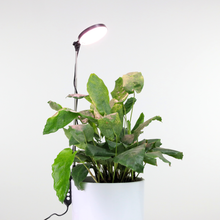 Load image into Gallery viewer, Adjustable LED Plant Light: White