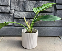 Load image into Gallery viewer, Philodendron: Tiger Tooth Narrow 4"