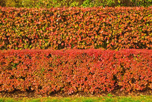 Load image into Gallery viewer, Cotoneaster:  'Hedge' (BL) - 1Gal
