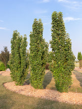 Load image into Gallery viewer, Crabapple: 'Green Wall Flowering' - 5Gal (Bl)