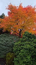 Load image into Gallery viewer, Maple: 'North Wind' - 3 Gal (IS)