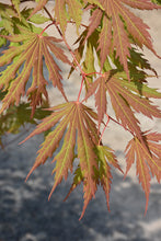 Load image into Gallery viewer, Maple: 'Arctic Jade' - 6 Gal (IS)