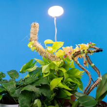 Load image into Gallery viewer, Adjustable LED Plant Light: White