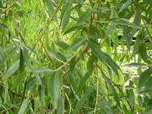 Load image into Gallery viewer, Willow: 'Golden' - 7Gal (Bl)