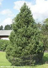 Load image into Gallery viewer, Pine: 'Mountain' - 5Gal (Bl)