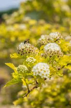 Load image into Gallery viewer, Ninebark: 'Honeycomb' - 2Gal (Bl)