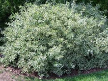 Load image into Gallery viewer, Dogwood: Silver Leaf - 2Gal (Br)