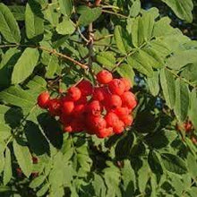 Load image into Gallery viewer, Mountain Ash: 'Showy' - 15Gal (Bl)