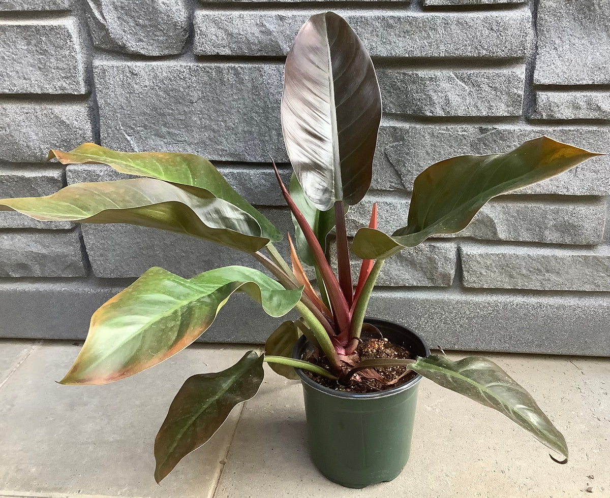 philodendron imperial red wikipedia Philodendron Imperial Red 6" – Sherwood Greenhouse and Garden Centre Ltd