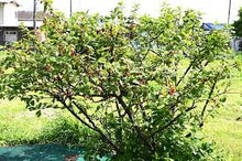 Load image into Gallery viewer, Cherry: 'Nanking' - 2 gal (Bl)