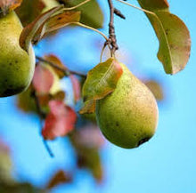 Load image into Gallery viewer, Pear: 'Ussurian' - 5Gal (Br)