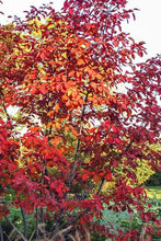 Load image into Gallery viewer, Autumn Brilliance Serviceberry - 5Gal (Br)
