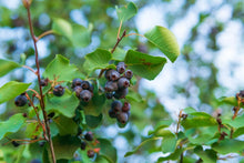 Load image into Gallery viewer, Autumn Brilliance Serviceberry - 5Gal (Br)