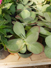 Load image into Gallery viewer, Kalanchoe Flapjack 6"