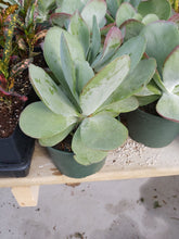 Load image into Gallery viewer, Kalanchoe Flapjack 6"