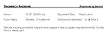 Load image into Gallery viewer, Anemone: 'Snowdrop' - 4.0" (Jf)