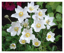 Load image into Gallery viewer, Anemone: 'Snowdrop' - 4.0" (Jf)