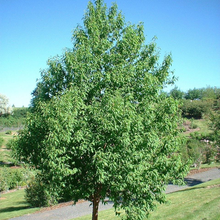 Load image into Gallery viewer, Cherry: ' Ming' 7 gal (Bl)