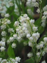 Load image into Gallery viewer, Lily of the Valley - 1gal