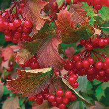 Load image into Gallery viewer, Cranberry: 'Bailey Compact American' 5Gal (Bl)