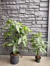 Load image into Gallery viewer, MoneyTree