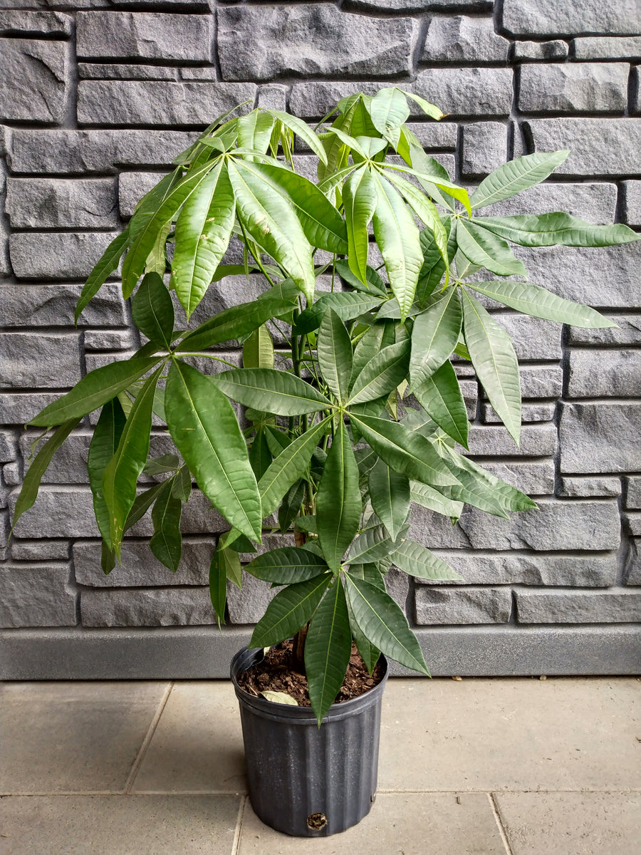 money tree surrey bc MoneyTree – Sherwood Greenhouse and Garden Centre Ltd