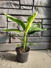 Load image into Gallery viewer, Bird of Paradise - White