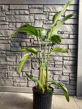 Load image into Gallery viewer, Bird of Paradise - White