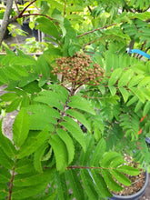 Load image into Gallery viewer, Mountain Ash:  'Pyramidal' - 5 Gal (Bl)
