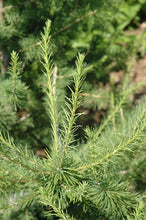 Load image into Gallery viewer, Larch: 'Oasis Siberian' - 5 Gal (Bl)