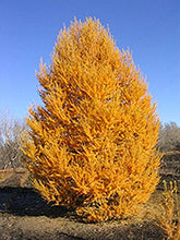Load image into Gallery viewer, Larch: 'Oasis Siberian' - 5 Gal (Bl)