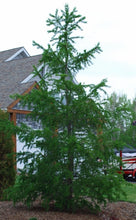 Load image into Gallery viewer, Larch:  'Siberian' - 5 Gal (Bl)