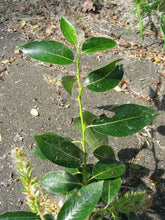 Load image into Gallery viewer, Willow: 'Laurel Leaf' - 5 Gal (Bl)