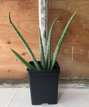 Load image into Gallery viewer, Aloe Vera 4.5”