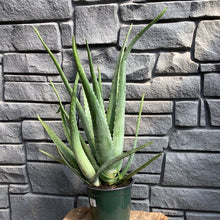 Load image into Gallery viewer, Aloe Vera 1 gal