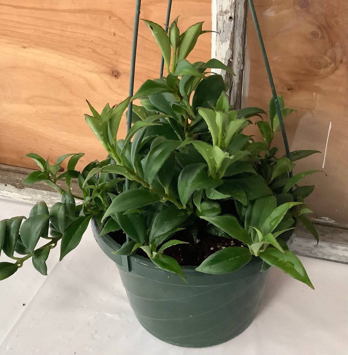 lipstick plant hanging basket Lipstick Hanging Basket – Sherwood Greenhouse and Garden Centre Ltd