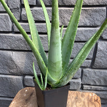 Load image into Gallery viewer, Aloe Vera 4.5”