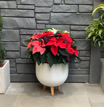 Load image into Gallery viewer, Poinsettia