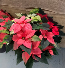 Load image into Gallery viewer, Poinsettia