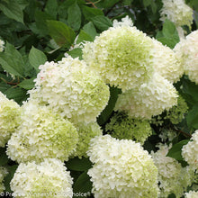 Load image into Gallery viewer, Hydrangea: 'Limelight' (PW) (Au)