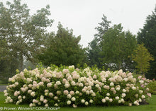 Load image into Gallery viewer, Hydrangea: 'Limelight' (PW) (Au)