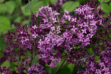 Load image into Gallery viewer, Lilac: 'Bloomerang® Dark Purple Dwarf' PW - 8" (Bl)