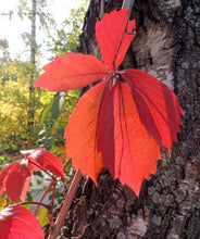 Load image into Gallery viewer, Virginia Creeper - 1Gal (Bl)