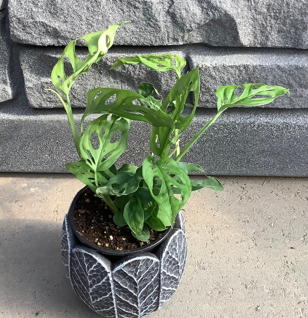 Philodendron: Swiss Cheese 4