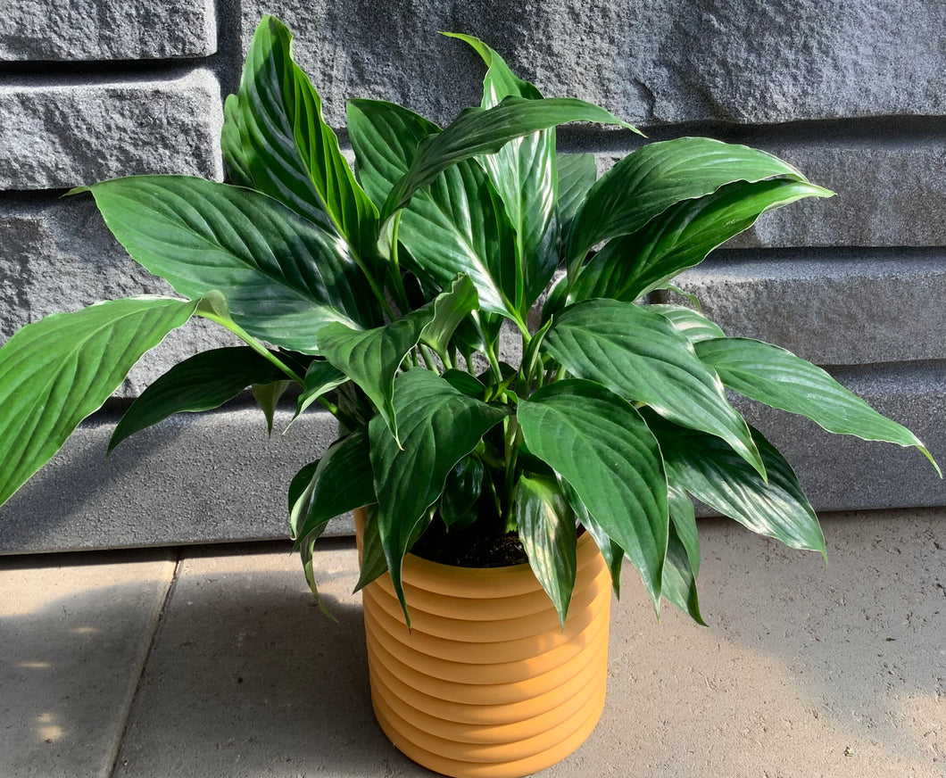 Peace Lily: Queenie 4