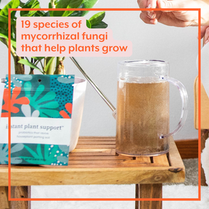 Potting Soil Revitalizer | Mycorrhizae + Humic Acids