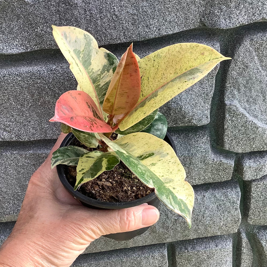 Ficus: Shivereana 4