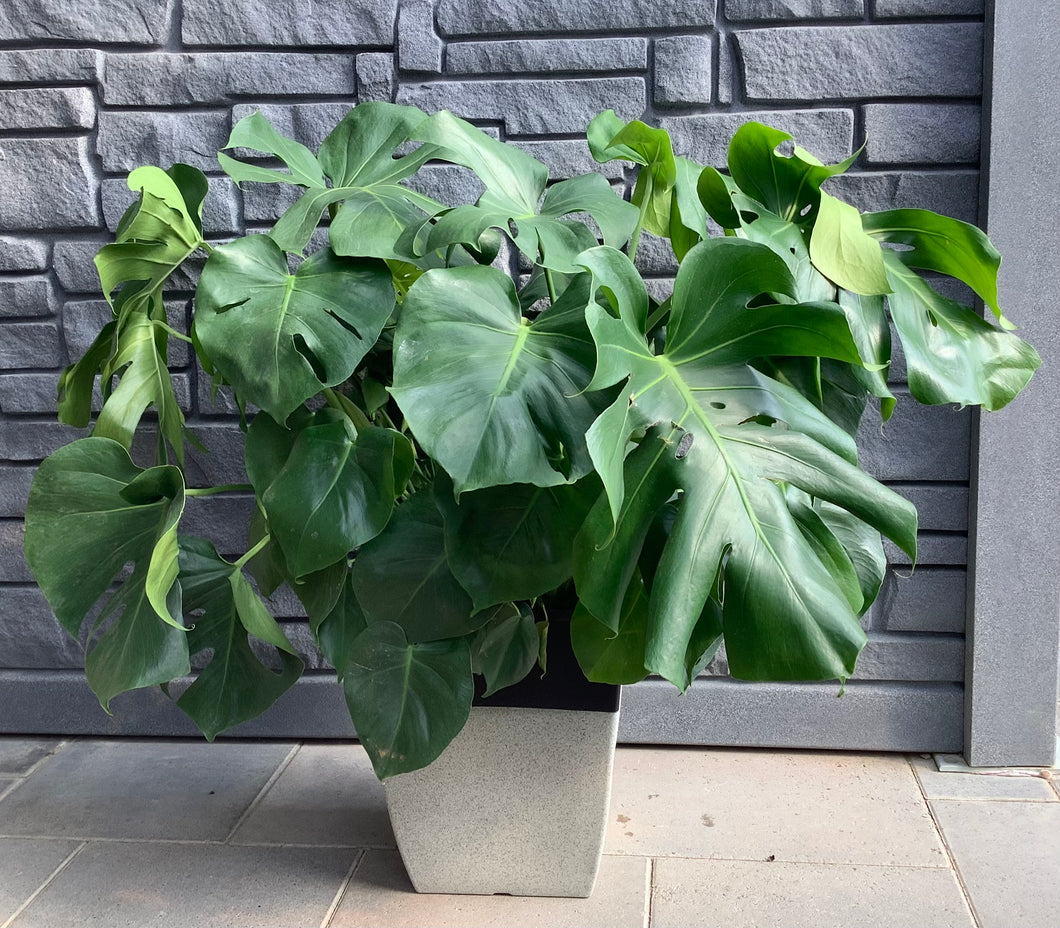Philodendron: Split Leaf 10