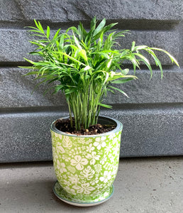 Palm: Neanthebella 4"