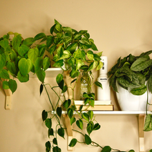 Load image into Gallery viewer, Mossify mistr™ - Automatic &amp; Rechargeable Plant Mister
